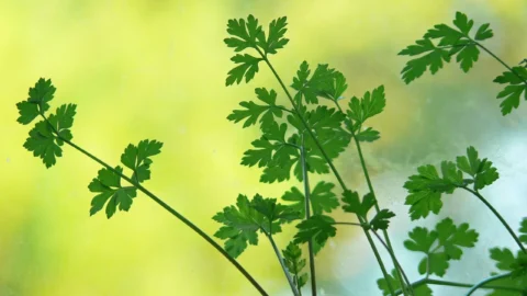 tomato plant