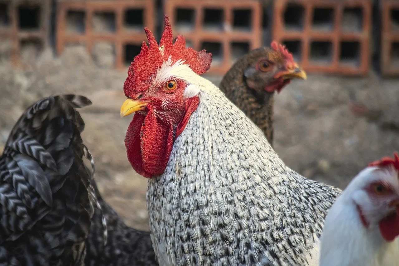 chicken coop