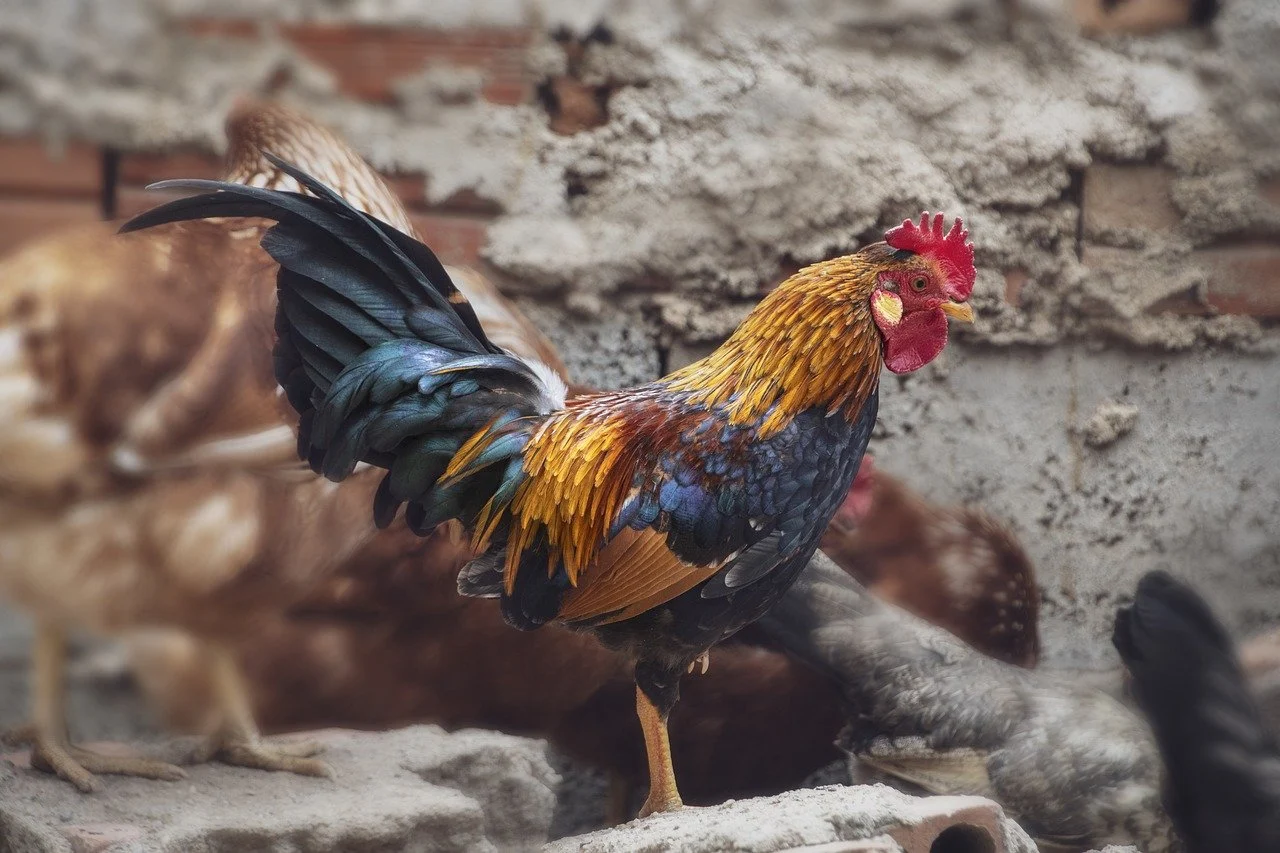 chicken coop