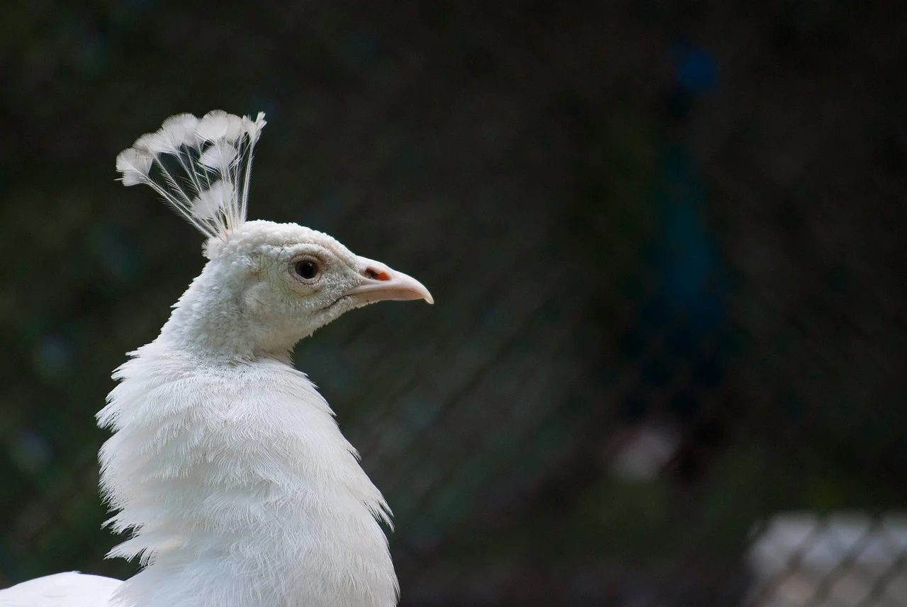 poultry farming