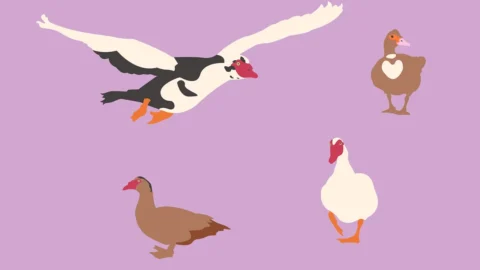 poultry farming