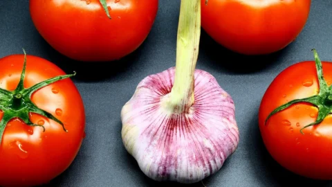 bolile si daunatorii tomatelor