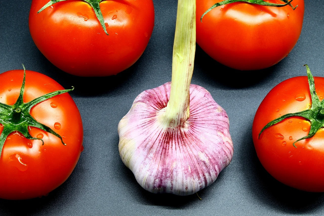 bolile si daunatorii tomatelor