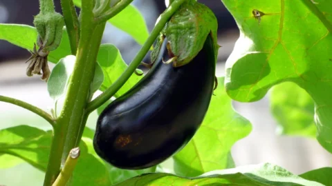 daunatorii vinetelor