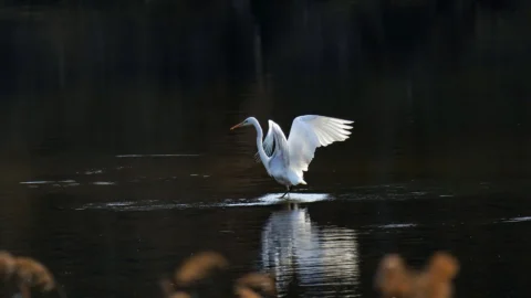 daunatorii porumbului