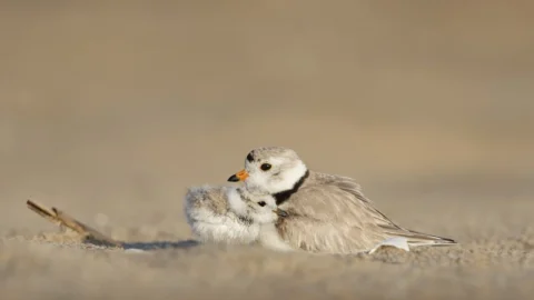 daunatorii rapitei