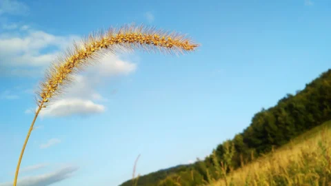 daunatorii graului