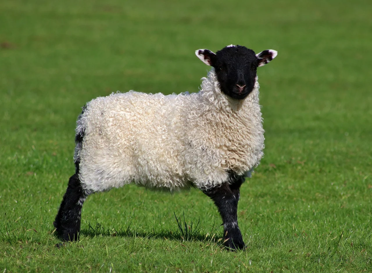 cresterea animalelor in gospodarie