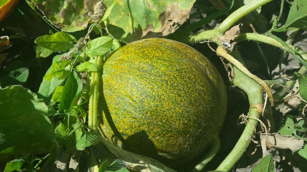 ingrasamintele naturale