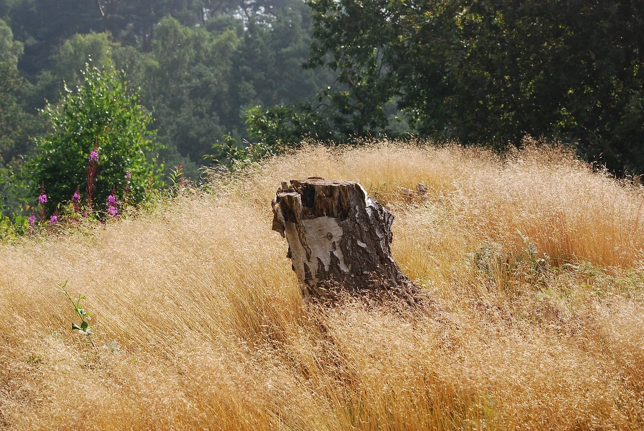 semanatoare usturoi