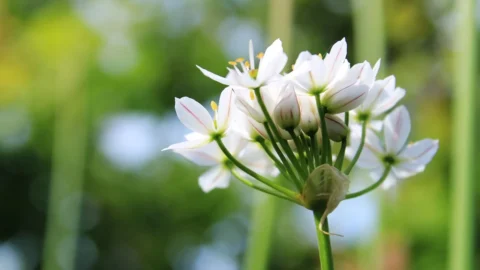 plantarea usturoiului toamna