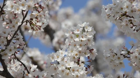 orientarea altoiului la plantarea pomilor fructiferi
