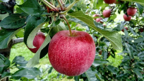 plantarea pomilor fructiferi toamna