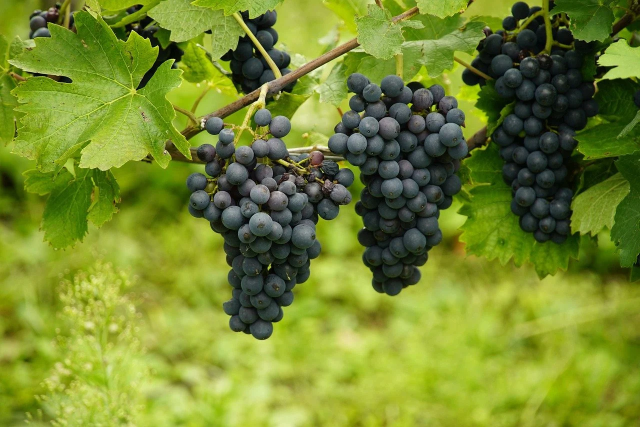 sustenabilitate in agricultura