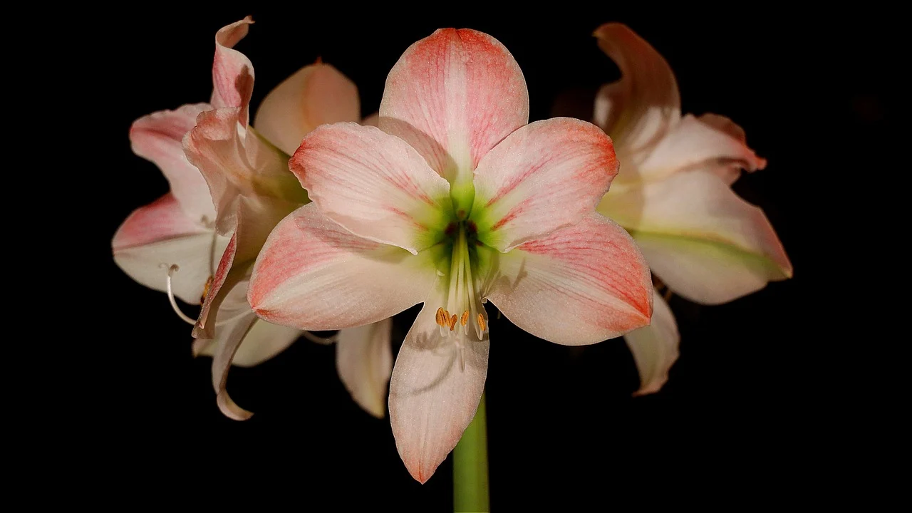 amarilis