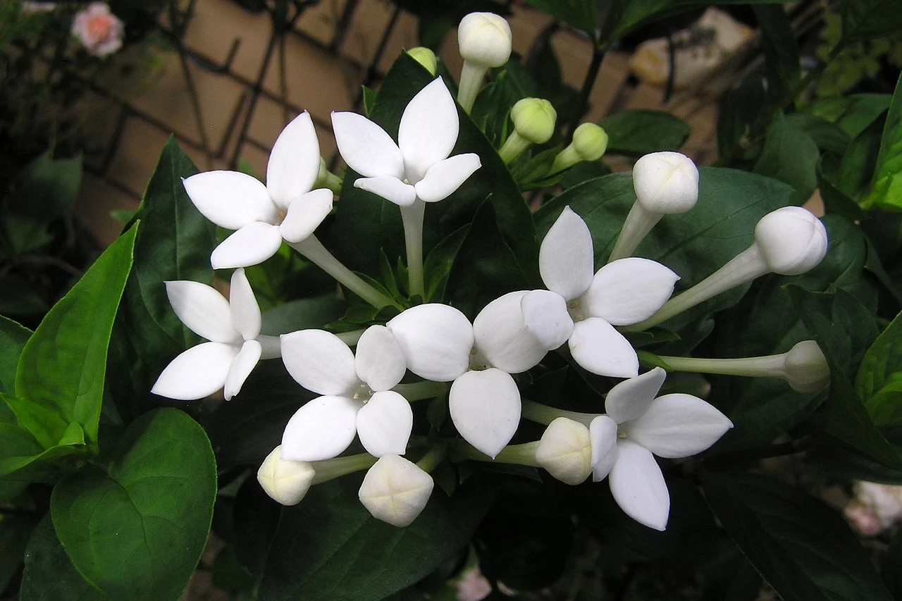 bouvardia