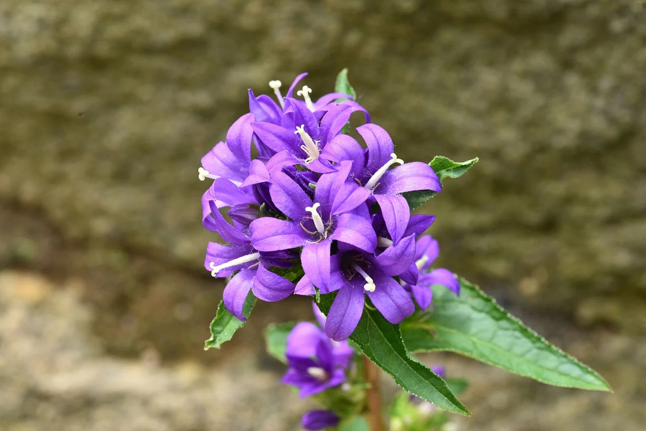 clopotel