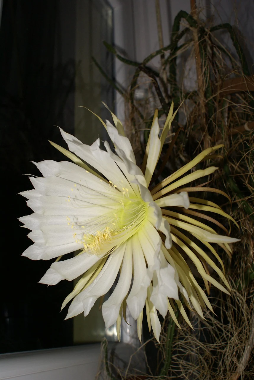 cactusul de vanilie