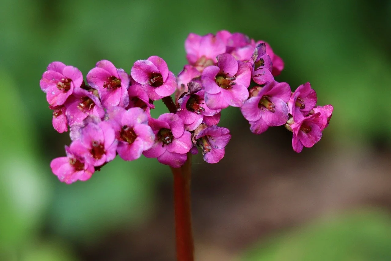 bergenia