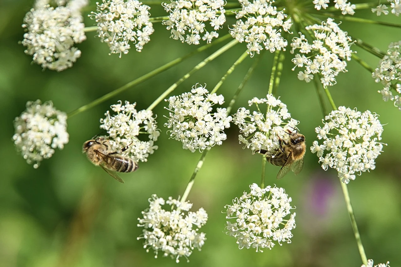 ammi majus