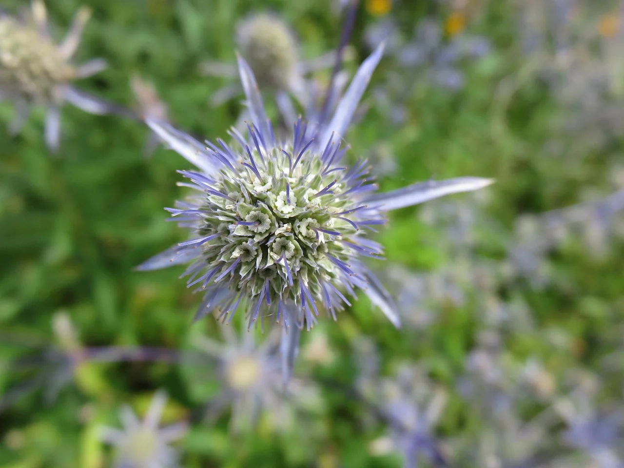 ciulin albastru