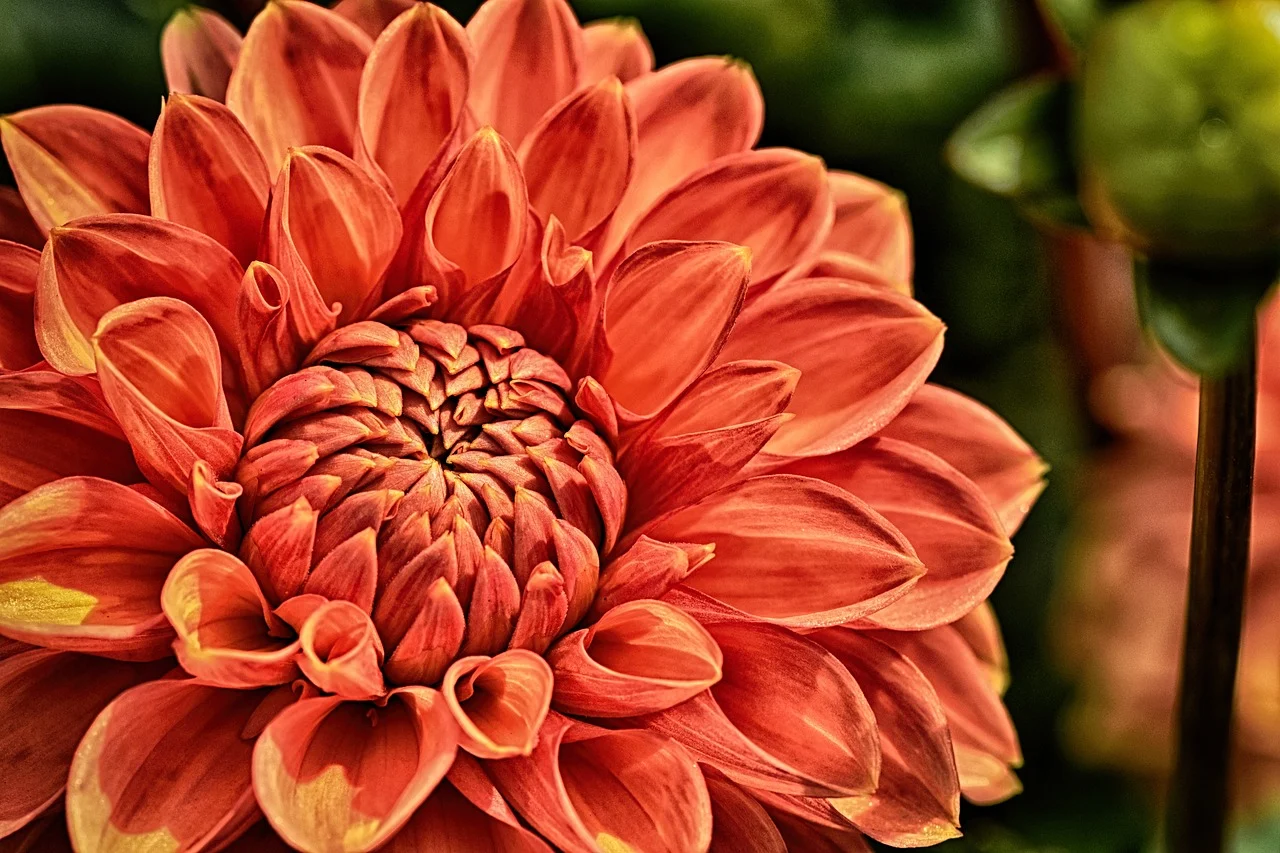 dalia
