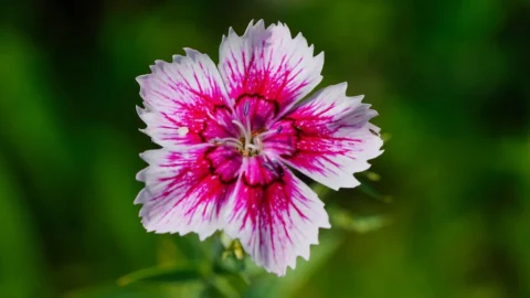 garofite de gradina