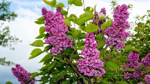 liliac cu flori albe
