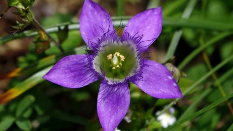 gentianella