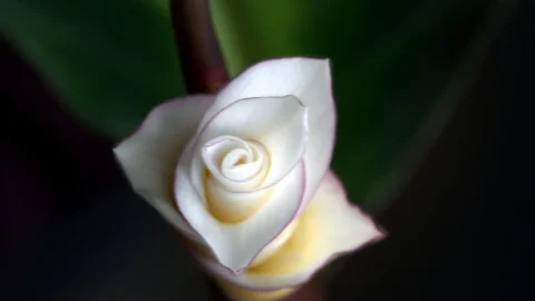 maranta