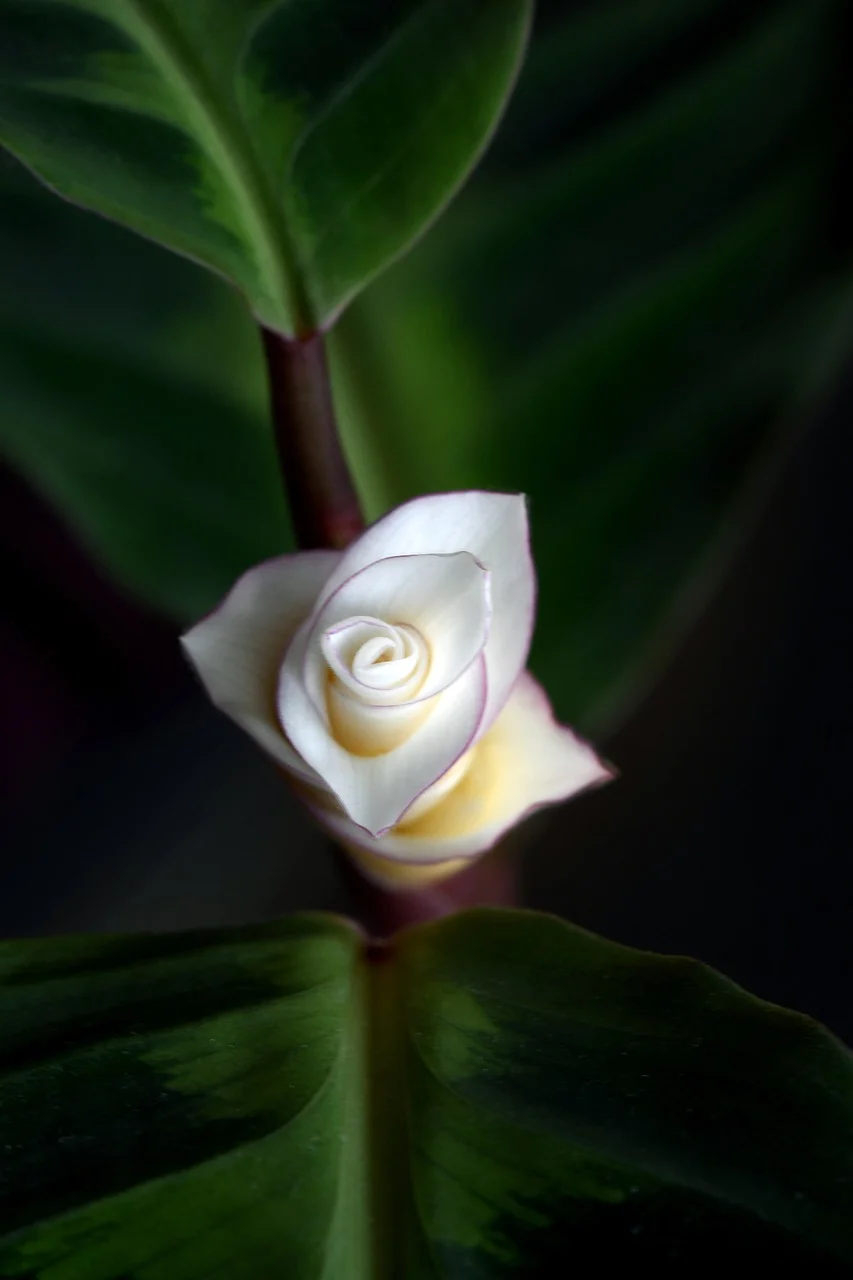 maranta