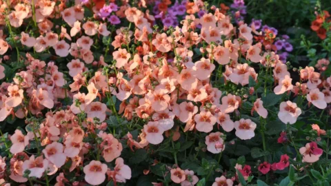 diascia