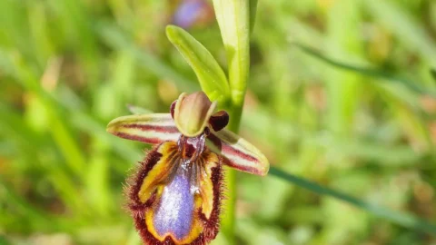 orhideea albina