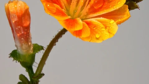 nemesia galbena