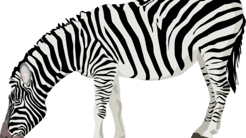 planta zebra