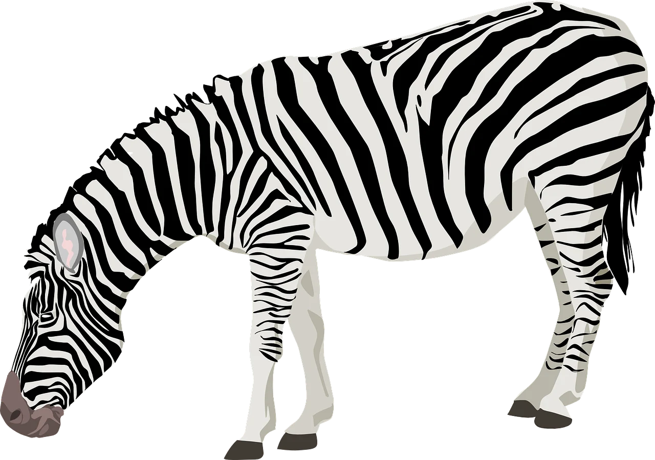 planta zebra