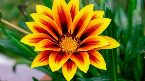 gazania