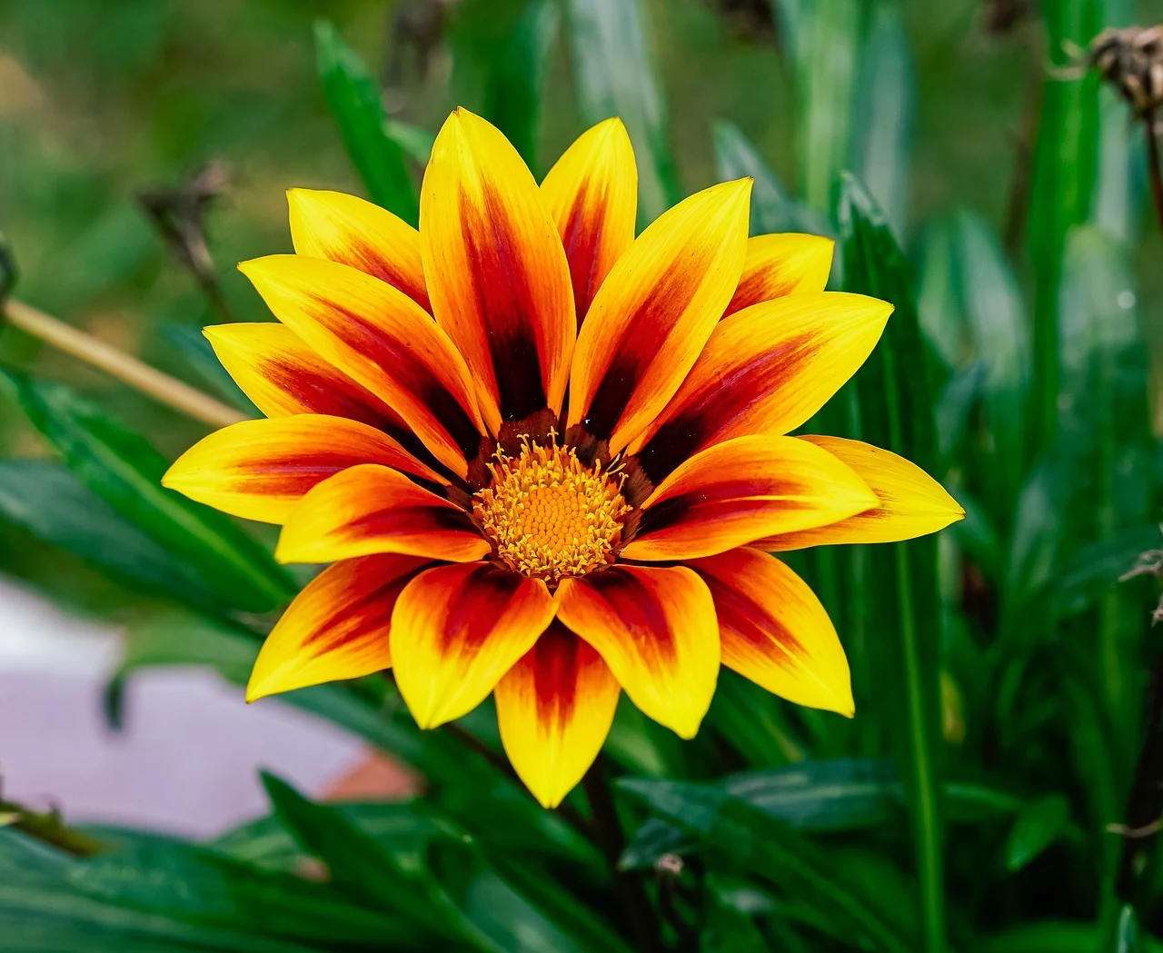 gazania