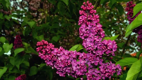 liliac