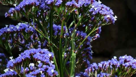 saraturica