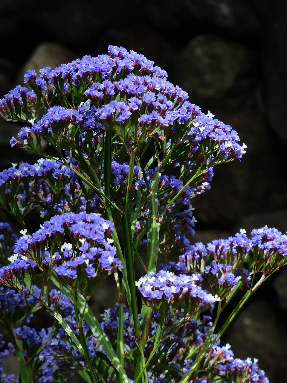 saraturica