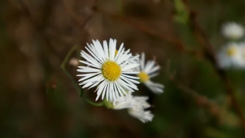 margareta salbatica