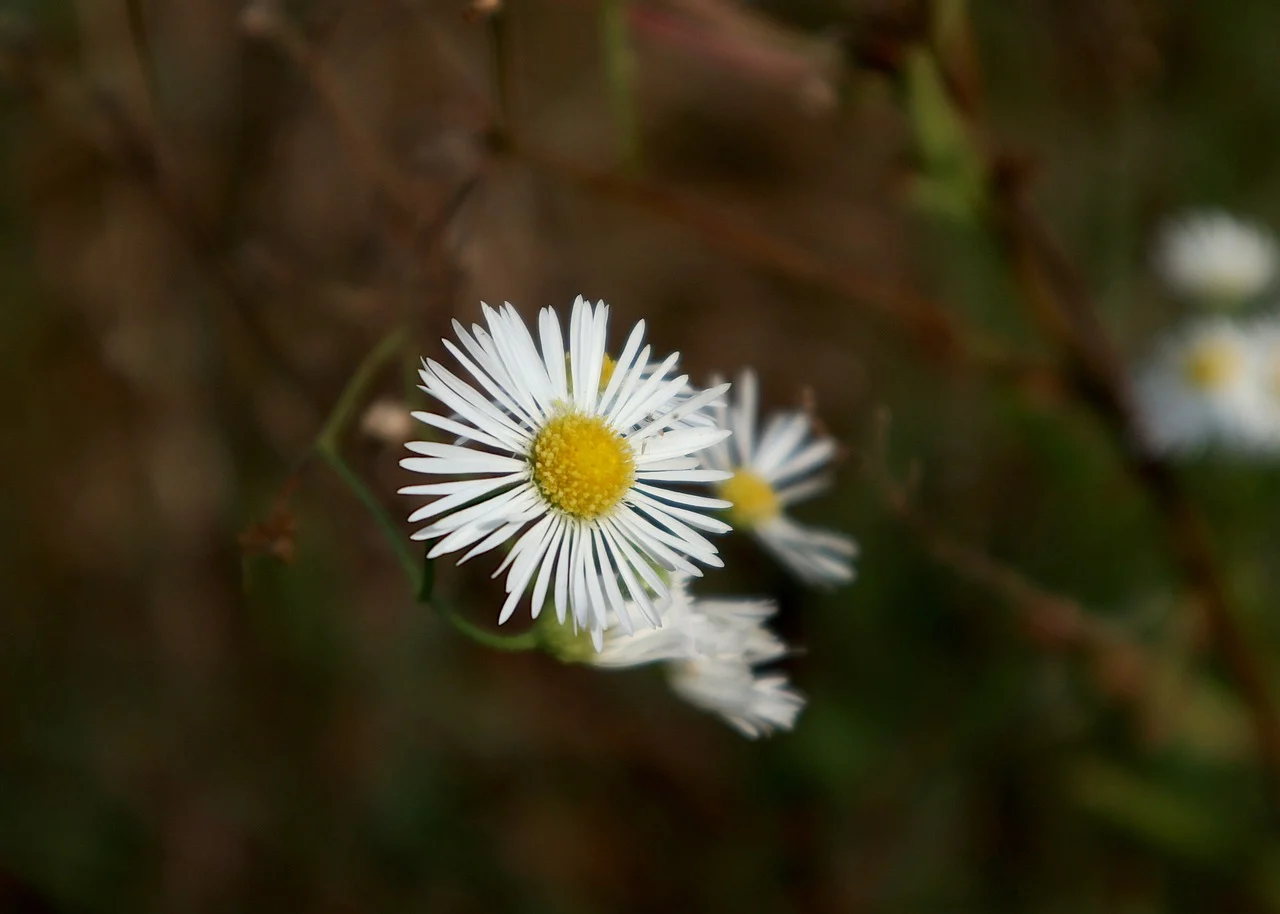 margareta salbatica