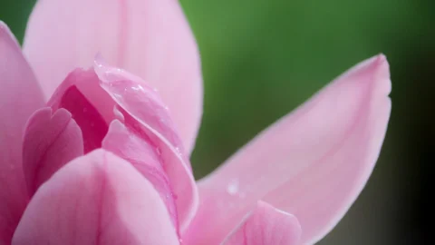 magnolia kobus