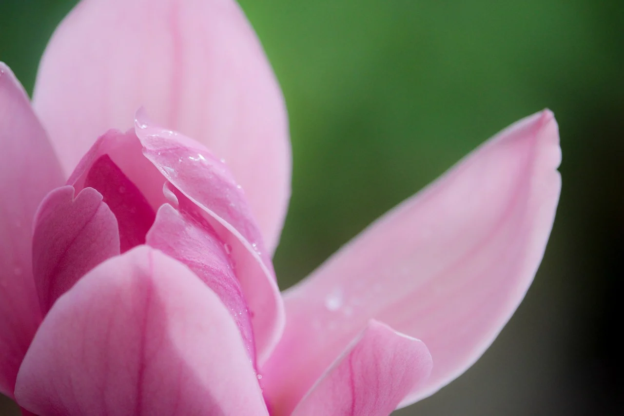 magnolia kobus