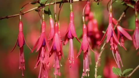 fuchsia