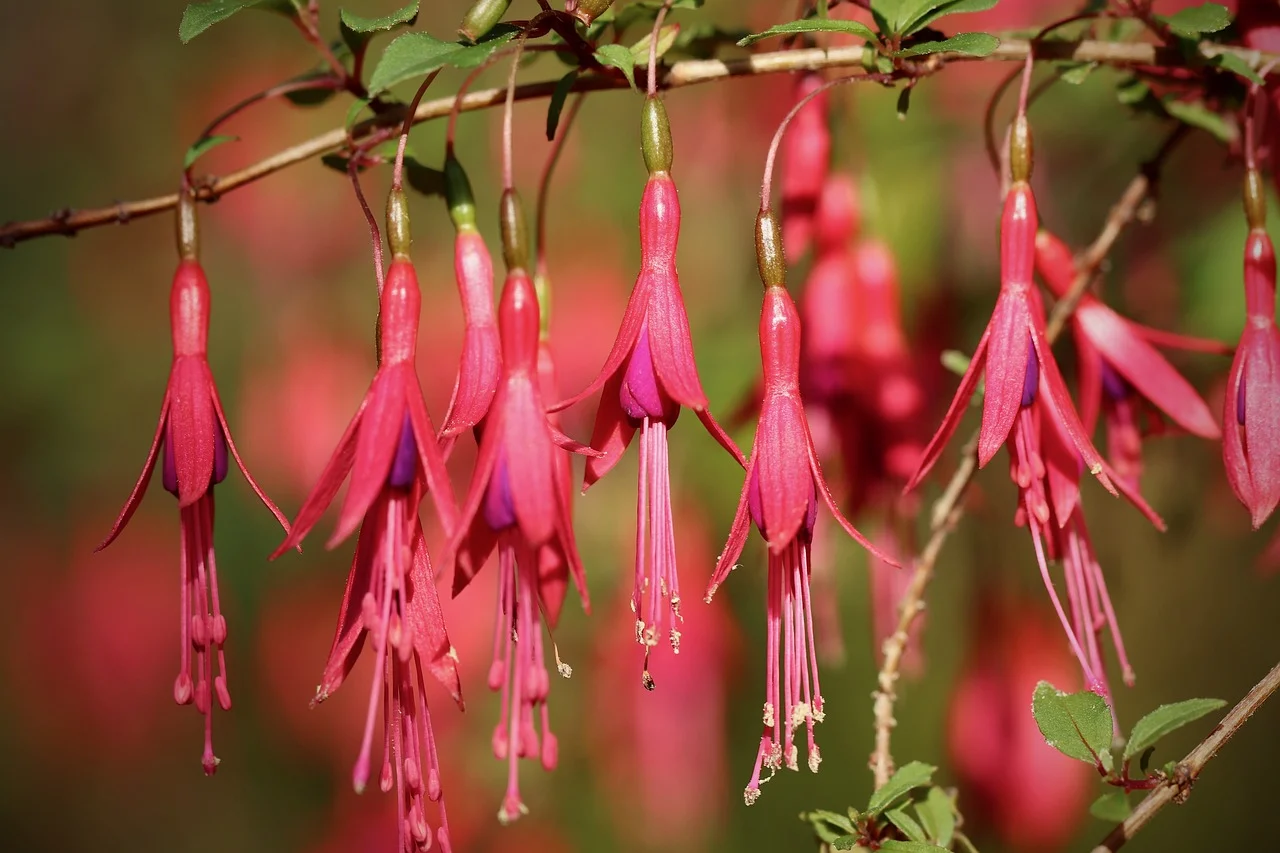 fuchsia
