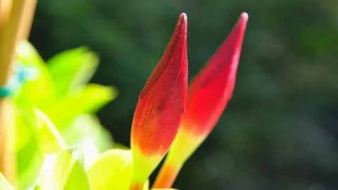 iasomie braziliana