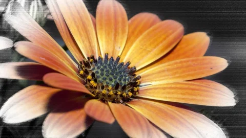 margareta africana