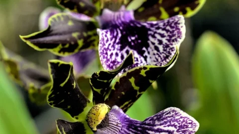 orhideea zygopetalum